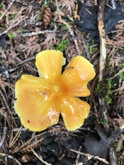 Hygrocybe