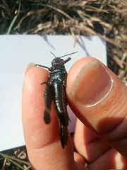 Psophus stridulus