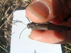 Psophus stridulus