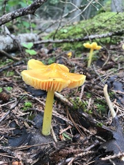 Hygrocybe