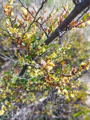 Muehlenbeckia hastulata