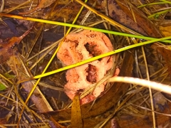 Clathrus ruber