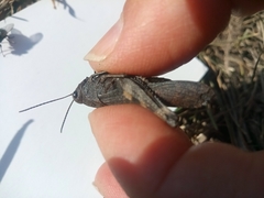 Psophus stridulus