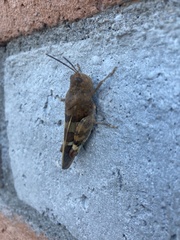 Leprus