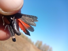 Psophus stridulus