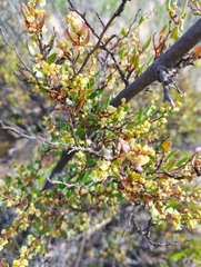 Muehlenbeckia hastulata