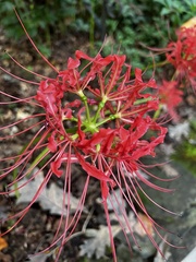 Lycoris