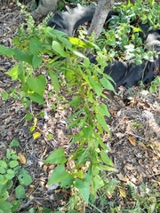 Fallopia convolvulus