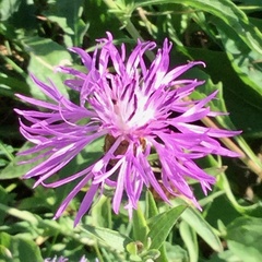 Centaurea jacea