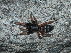 Poecilochroa variana