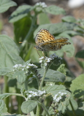 Melitaea phoebe
