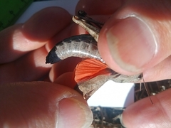 Psophus stridulus