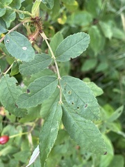 Rosa acicularis
