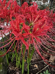Lycoris