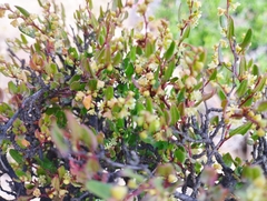 Muehlenbeckia hastulata