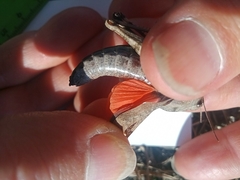 Psophus stridulus