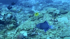 Odonus niger