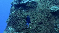 Odonus niger