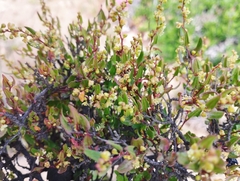 Muehlenbeckia hastulata