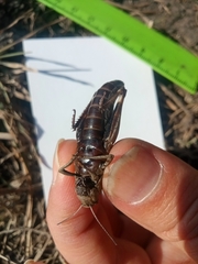 Psophus stridulus