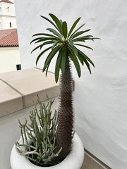 Pachypodium lamerei