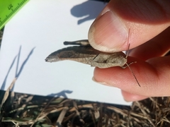 Psophus stridulus