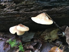 Crepidotus crocophyllus