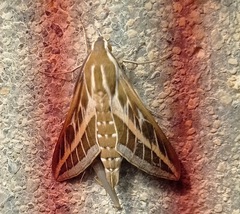 Hyles livornica