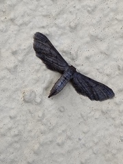 Euacidalia brownsvillea