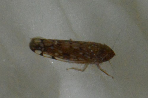 Osbornellus borealis