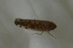 Osbornellus borealis