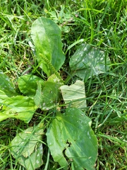 Golovinomyces sordidus