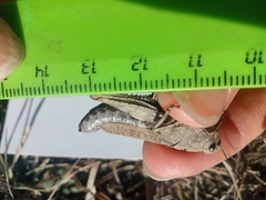 Psophus stridulus