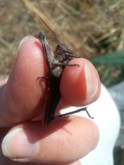 Psophus stridulus