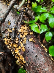 Lachnellula