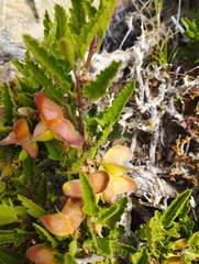 Bridgesia incisifolia