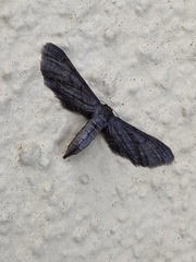 Euacidalia brownsvillea