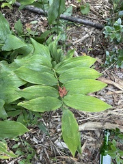 Polygonatum