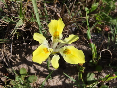 Moraea fugax