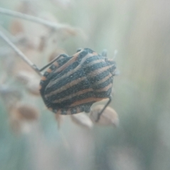 Graphosoma