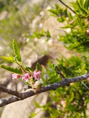 Bridgesia incisifolia
