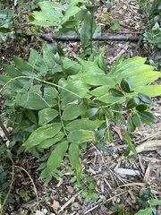 Polygonatum