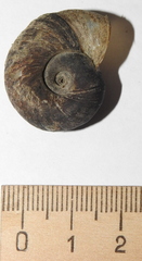 Planorbarius corneus