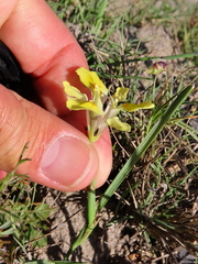 Moraea fugax