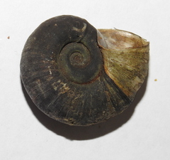 Planorbarius corneus