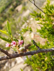 Bridgesia incisifolia