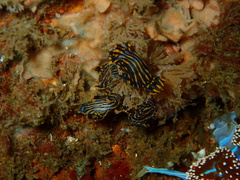 Polycera atra