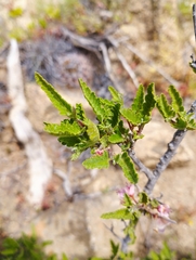 Bridgesia incisifolia