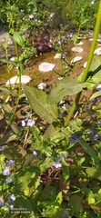 Veronica anagallis-aquatica anagallis-aquatica