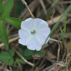 Ipomoea pes-tigridis
